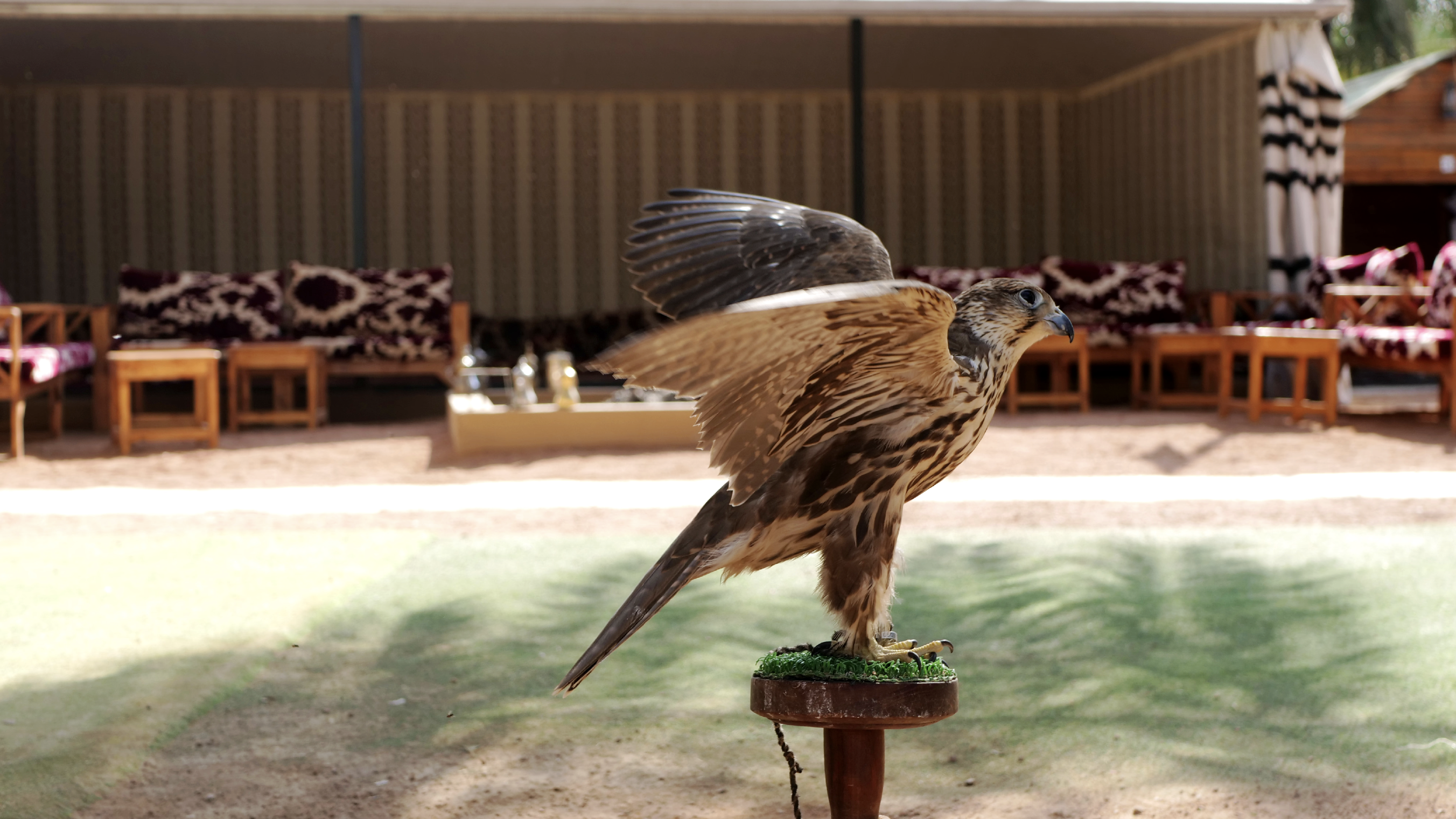 صقر المزرعة