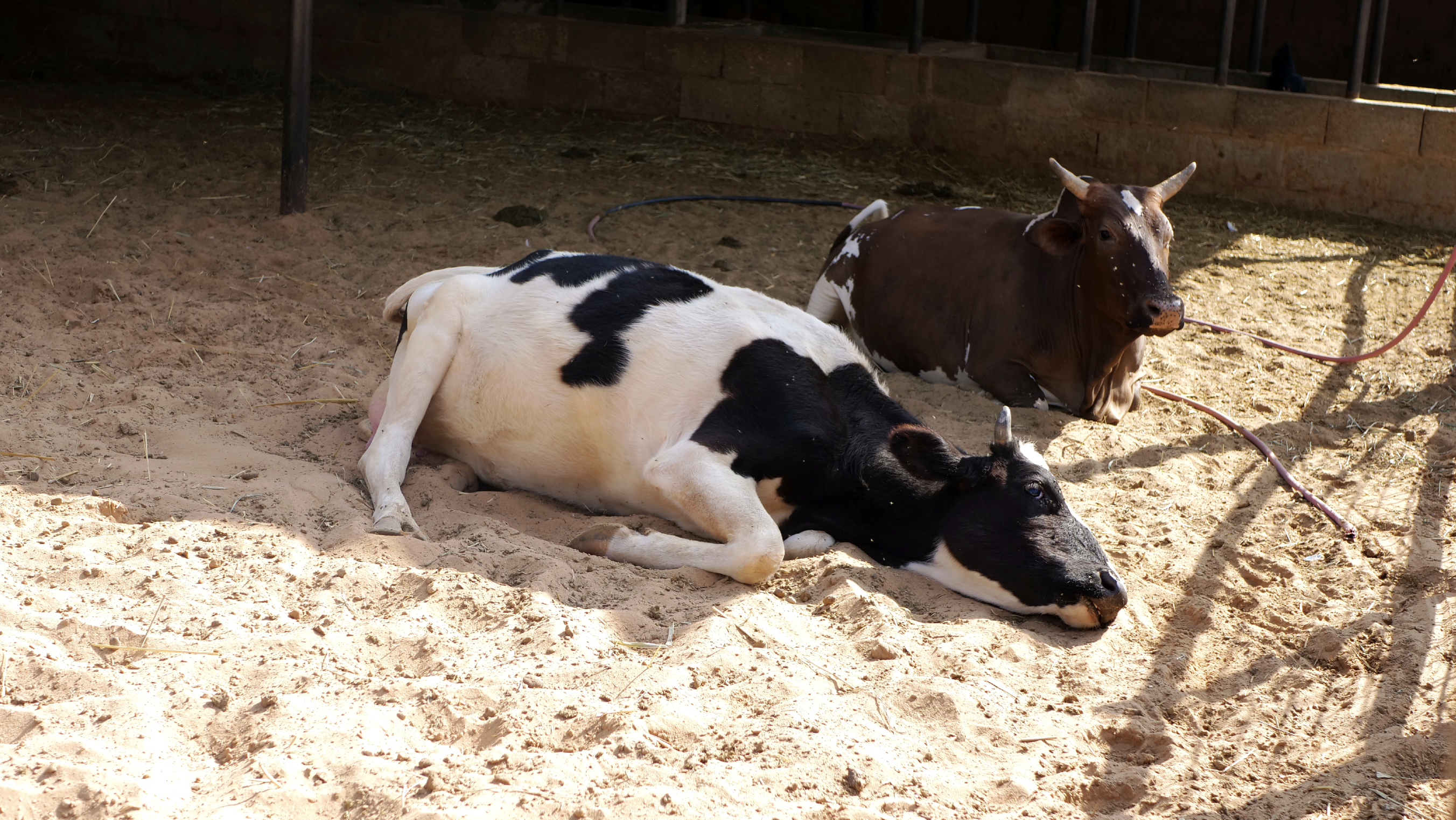 حيوانات المزرعة