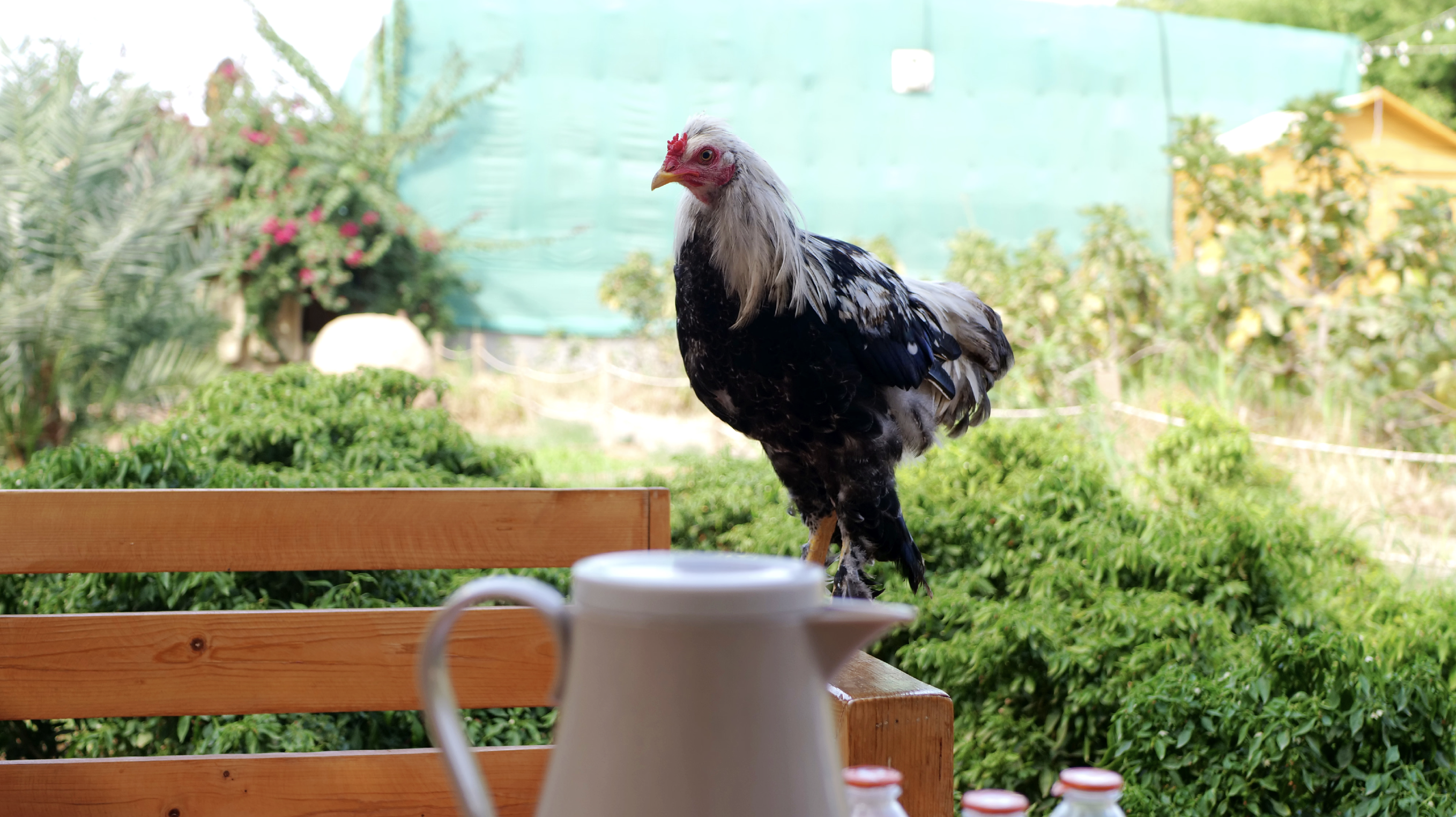 رفيقة الفطور