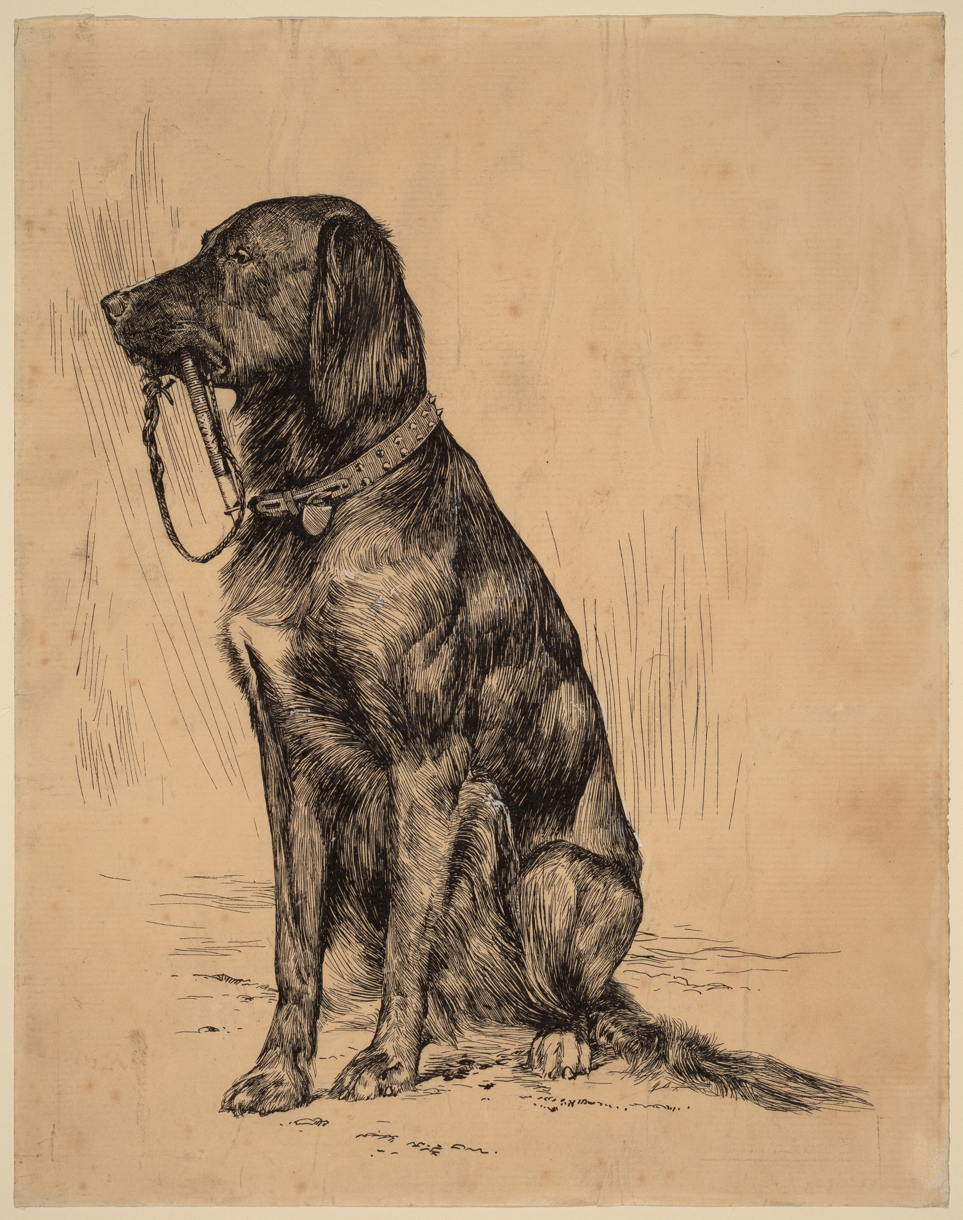 Aldrich's Dog