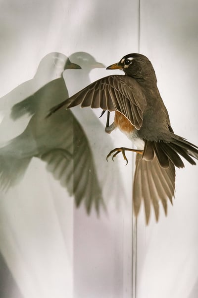 عُصفورٌ في ضيق