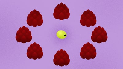 عدد خاص: الصنوبر ليست ابنة فلسطين