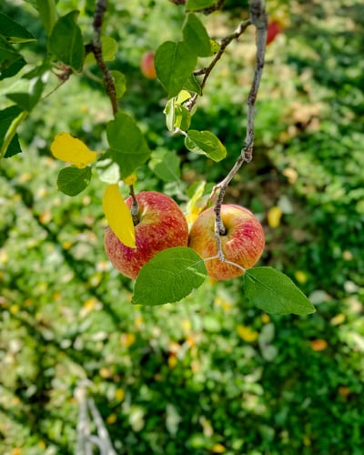 العدد ١٩ - بين بساتين شجر التفاح