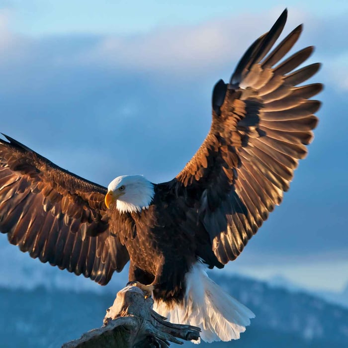 مدونة النسر