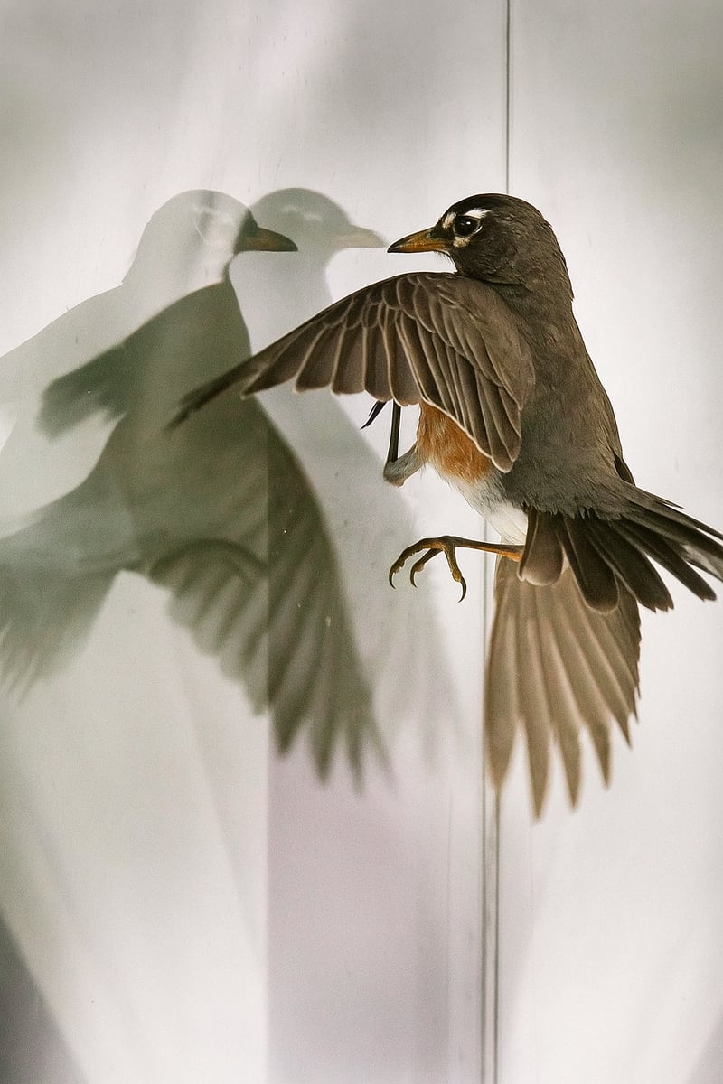 عُصفورٌ في ضيق